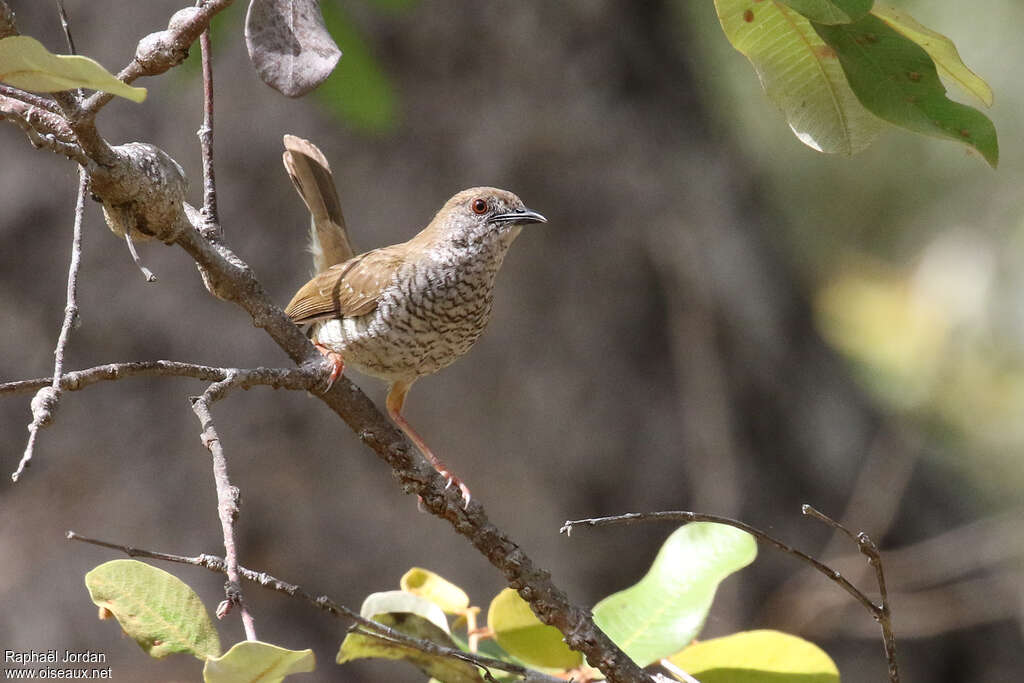 Camaroptère de Stierlingadulte, identification