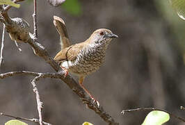 Stierling's Wren-Warbler