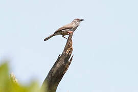 Miombo Wren-Warbler