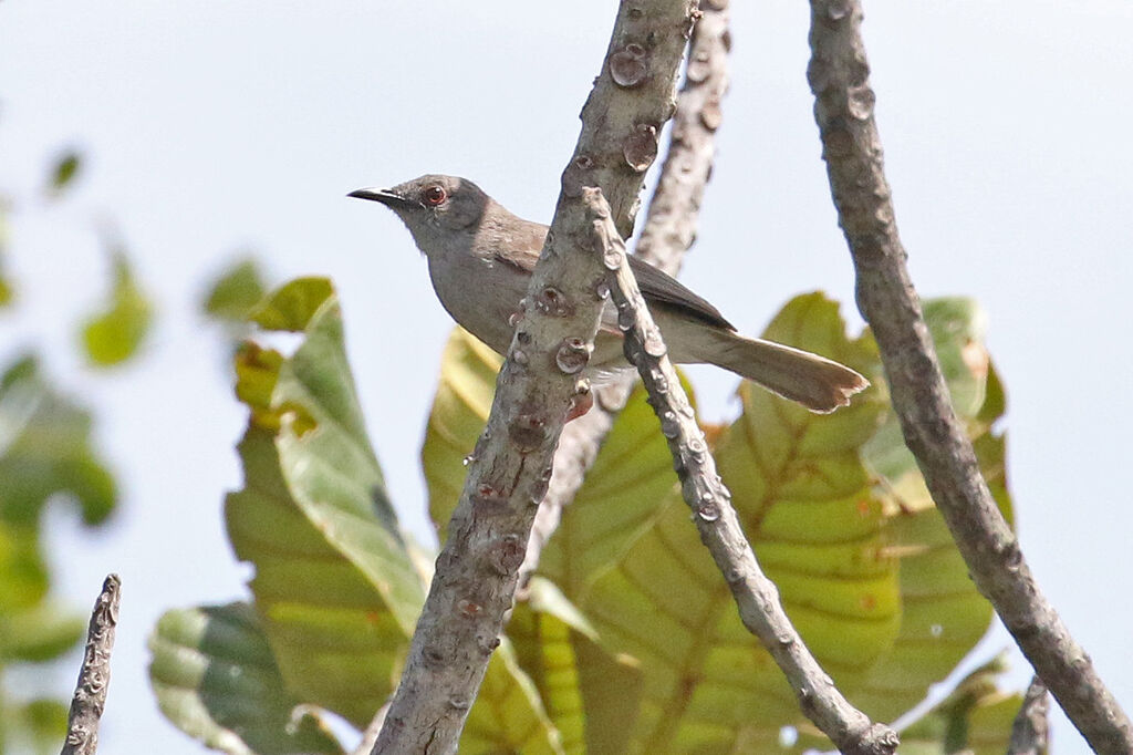 Miombo Wren-Warbleradult