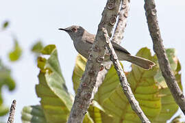 Miombo Wren-Warbler