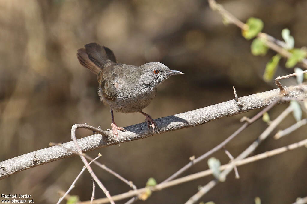 Grey Wren-Warbleradult, close-up portrait