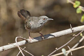 Grey Wren-Warbler