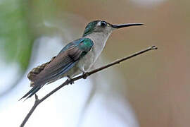 Wedge-tailed Sabrewing