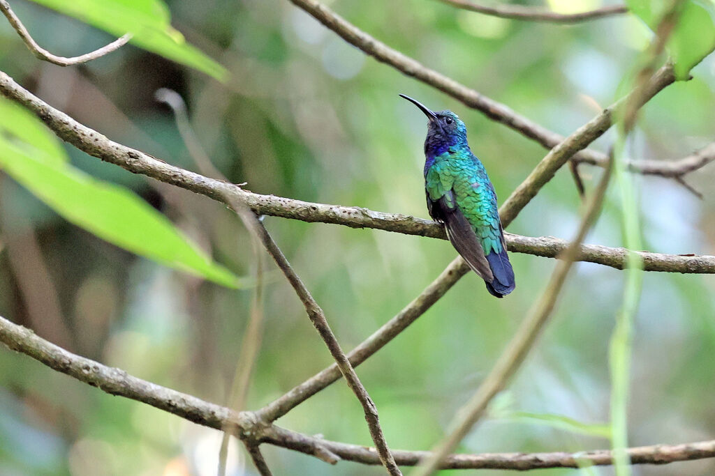 Campyloptère de Santa Marta mâle, adulte