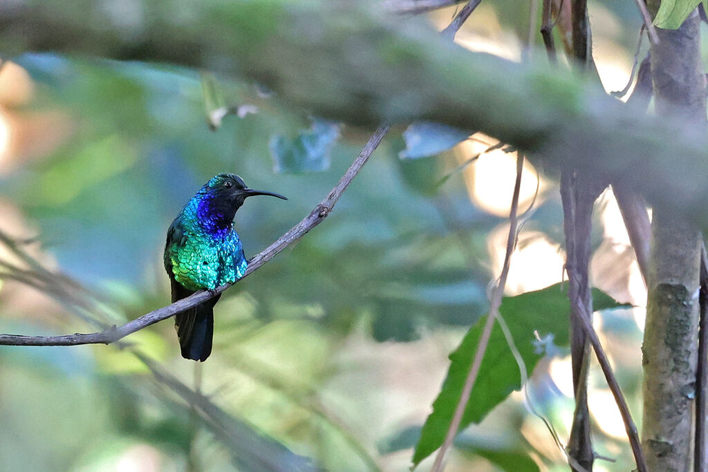 Santa Marta Sabrewing male, adult