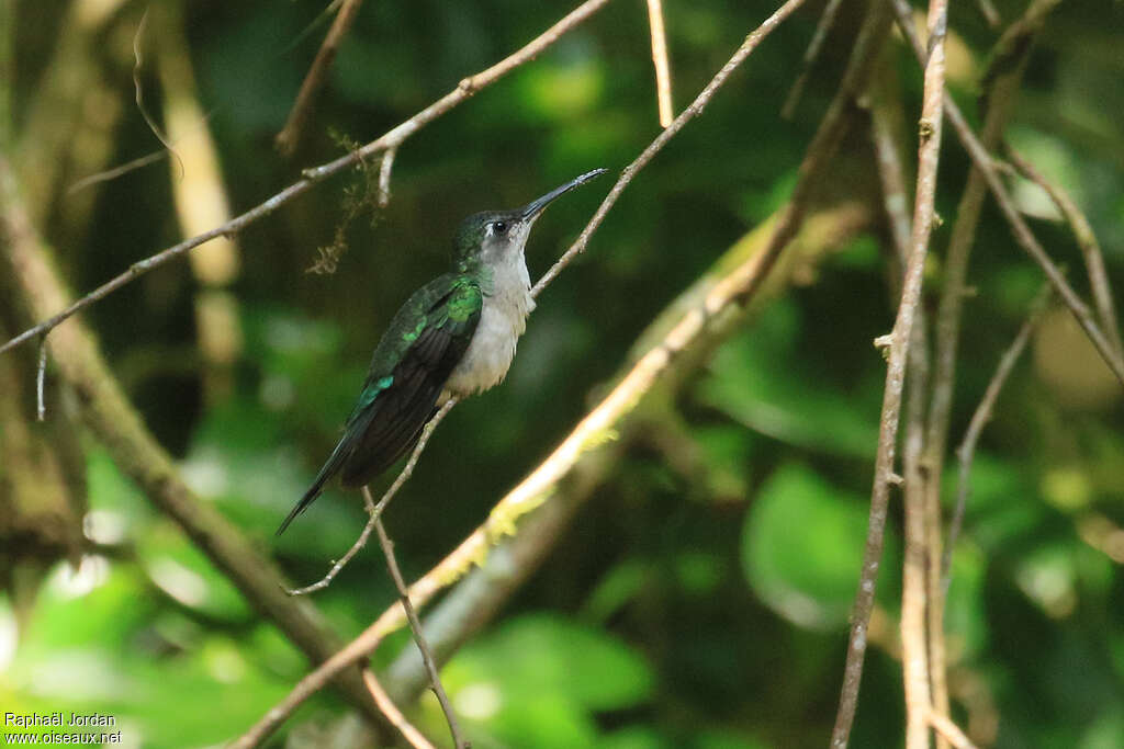 Long-tailed Sabrewingadult