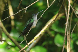 Long-tailed Sabrewing