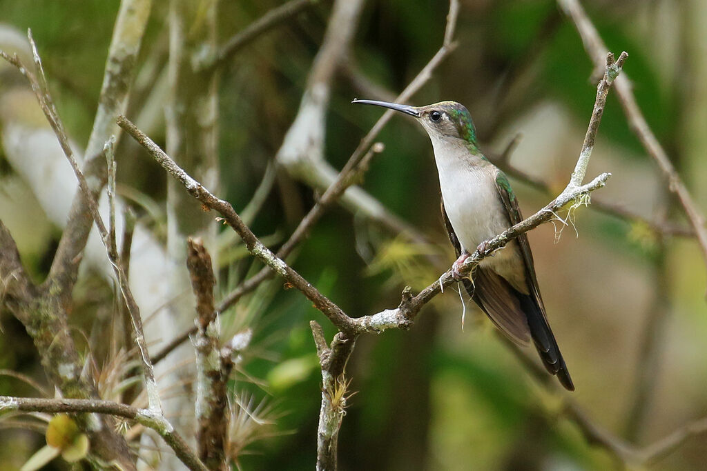 Long-tailed Sabrewing