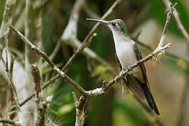 Curve-winged Sabrewing (excellens)