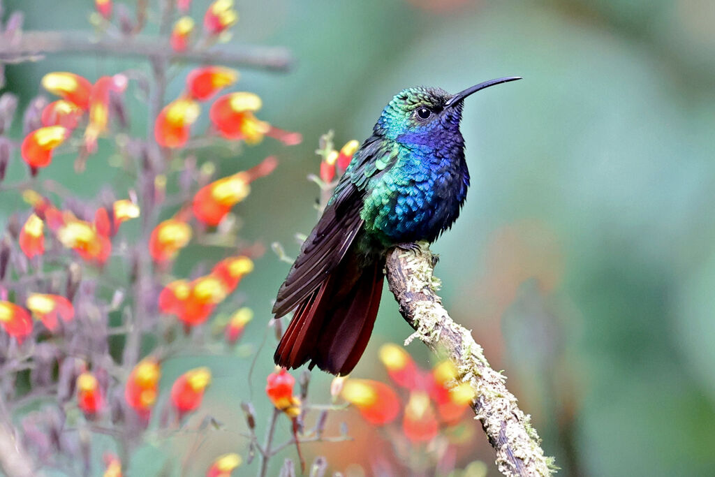 Campyloptère lazulite