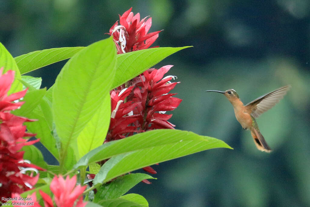 Rufous Sabrewingadult, identification