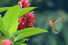 Rufous Sabrewing