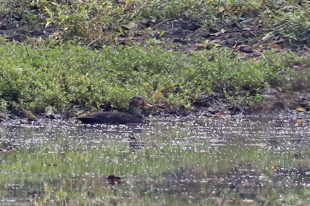 White-winged Duckimmature, identification