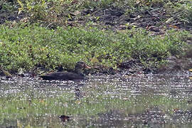 White-winged Duck