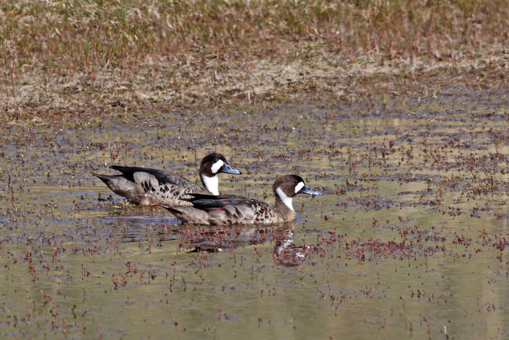 Canard à lunettesadulte