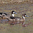 Canard à lunettes