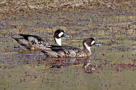 Bronze-winged Duck