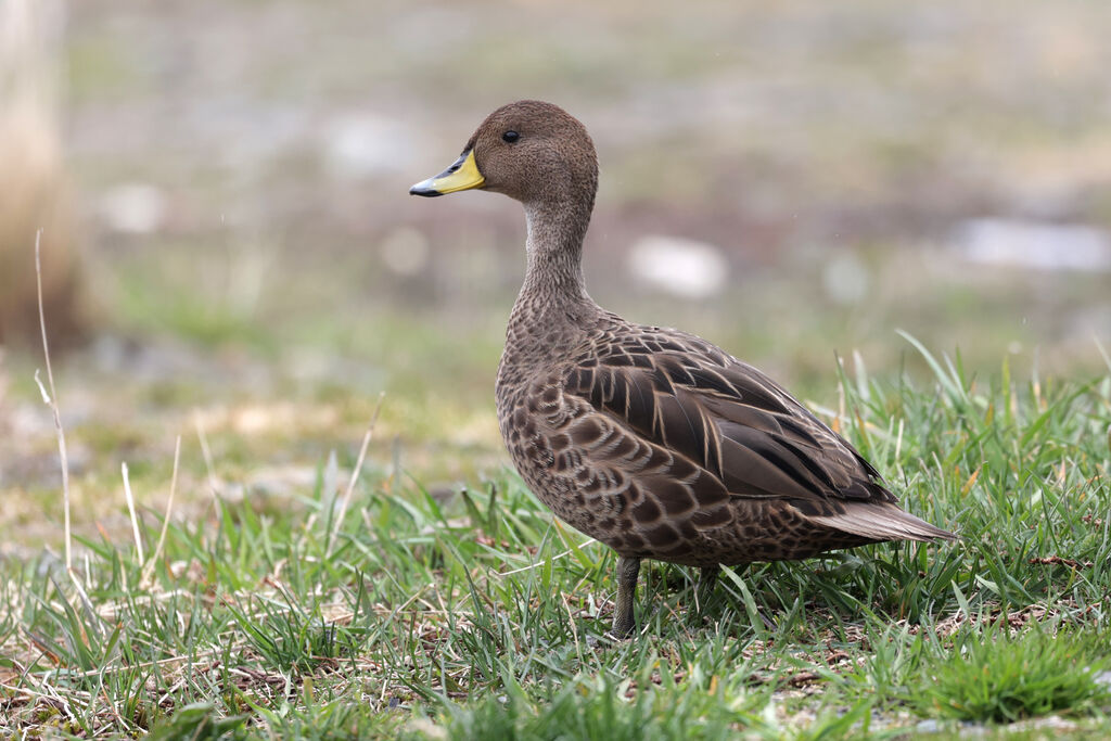 Canard à queue pointueadulte