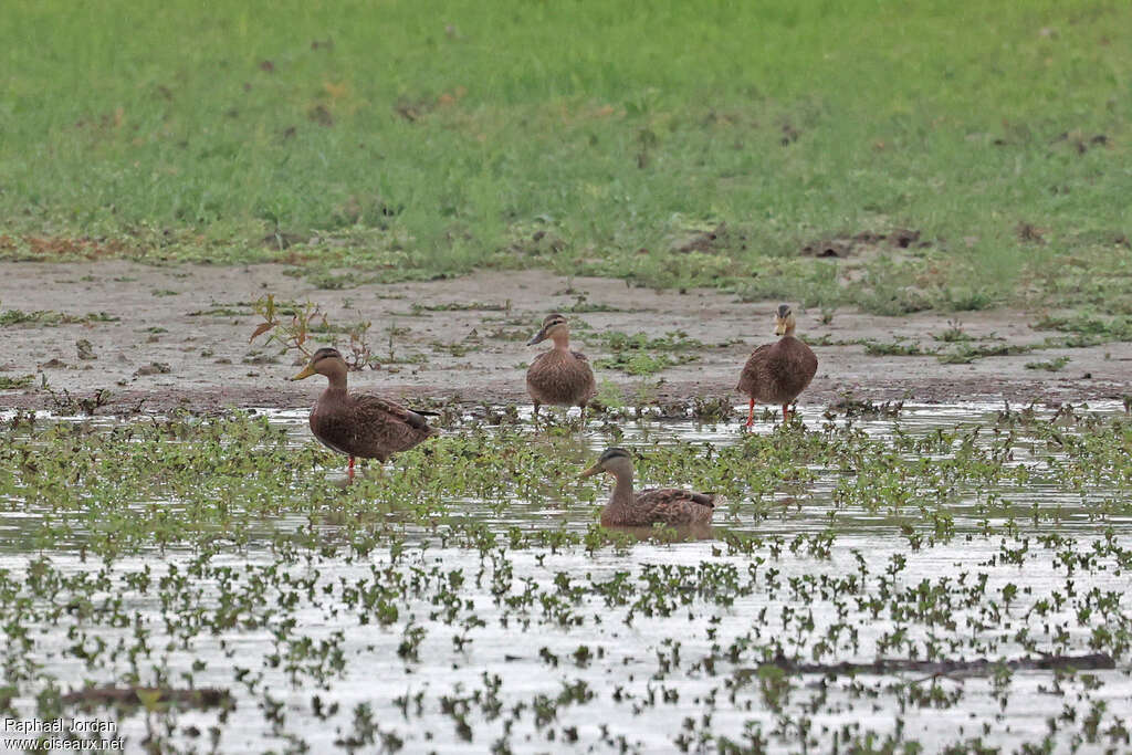 Canard du Mexiqueadulte