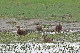 Canard du Mexique