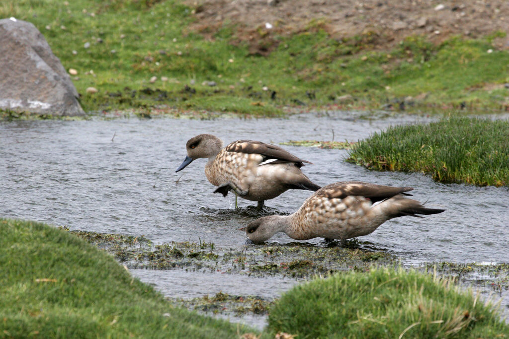 Canard huppéadulte