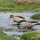 Canard huppé