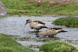 Crested Duck