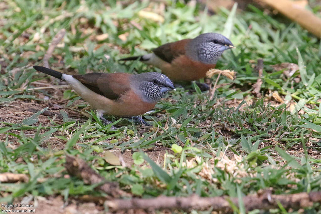 Grey-headed Silverbilladult, pigmentation, eats