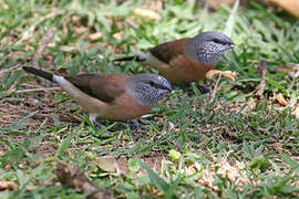 Grey-headed Silverbill