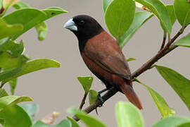 Chestnut Munia