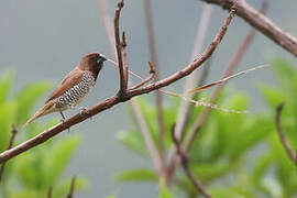 Scaly-breasted Munia