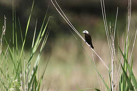 White-capped Munia