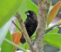 Dusky Munia