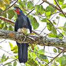 Caracara à gorge rouge
