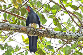 Red-throated Caracara