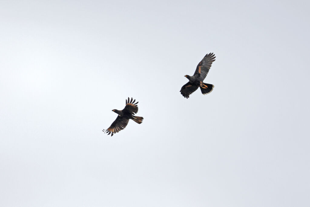 Caracara austral