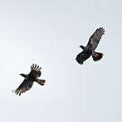 Caracara austral