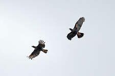 Caracara austral