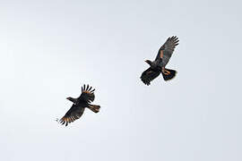 Striated Caracara