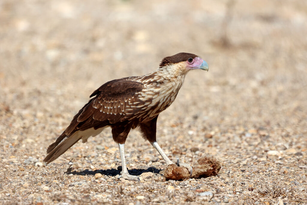 Caracara huppéimmature