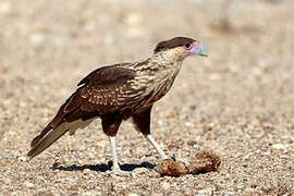 Caracara huppé