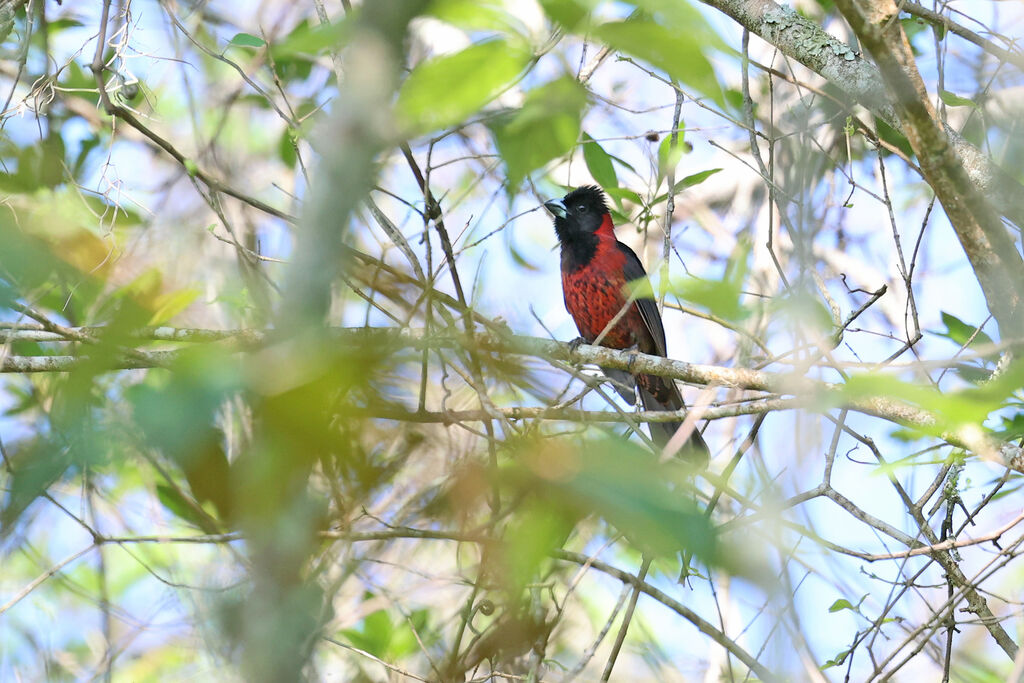 Crimson-collared Grosbeak male adult