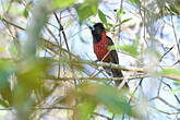 Cardinal à collier