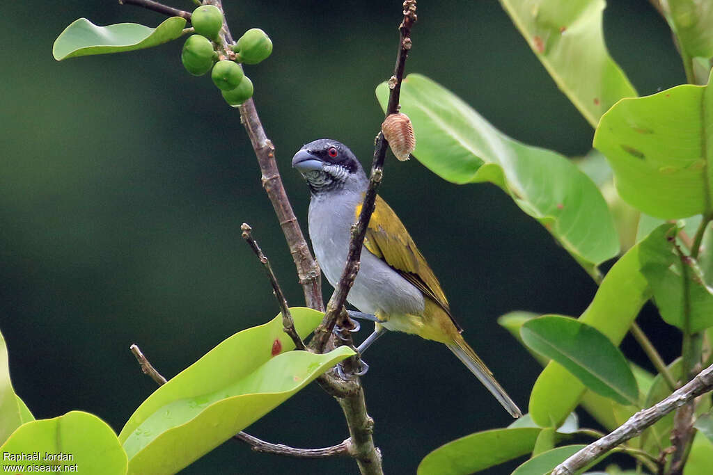 Yellow-shouldered Grosbeakadult, identification