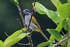 Yellow-shouldered Grosbeak