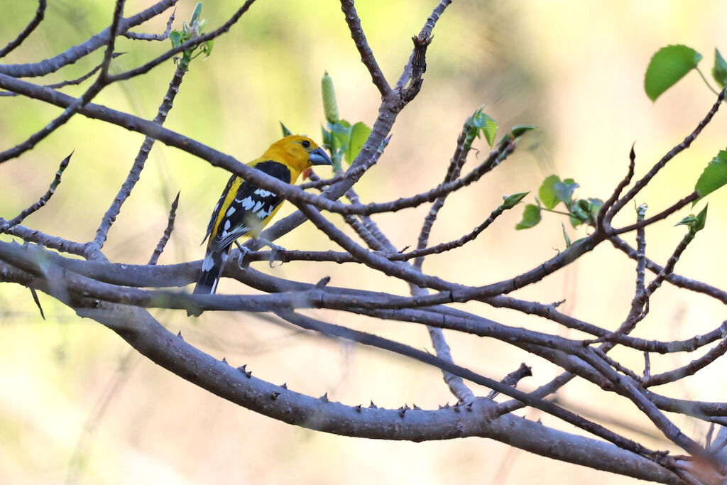 Cardinal jaune