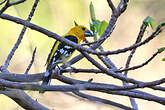 Cardinal jaune