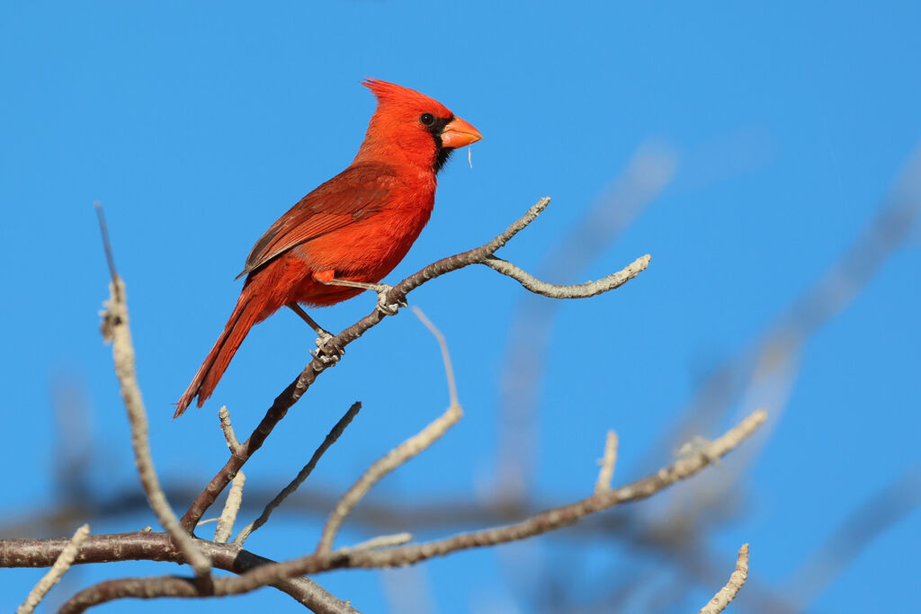 Northern Cardinal male adult