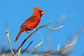 Cardinal rouge